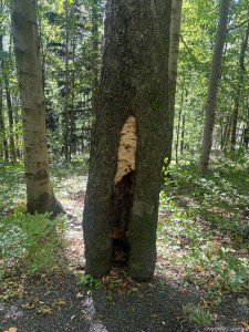 IMG_3168